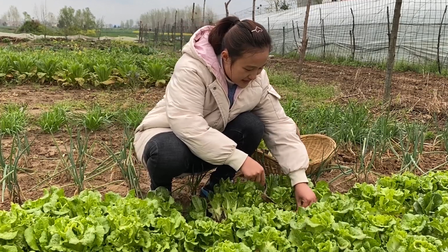 农村小夫妻菜园薅菜,媳妇说了啥事?小伙:咱俩是最熟悉的陌生人